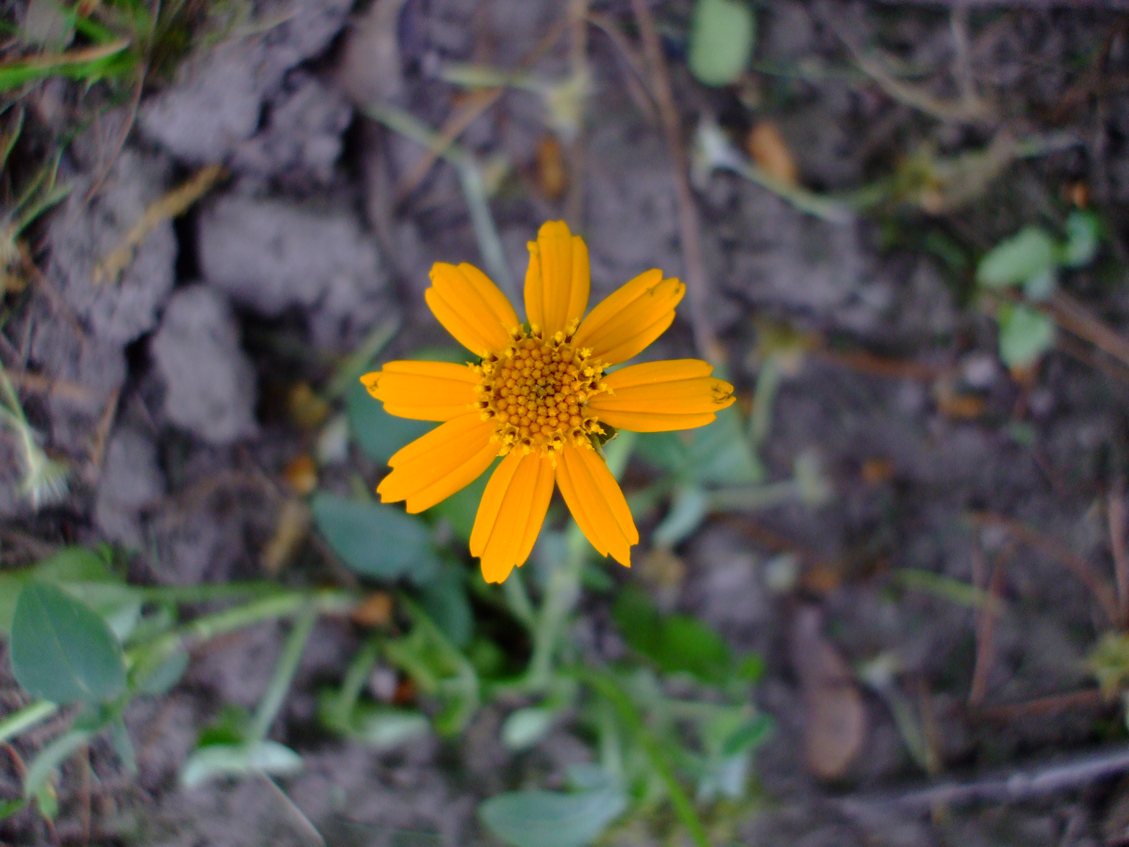 Coreopsis auriculata